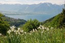 Pâturage à narcisses et vue sur le léman