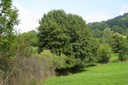 Cordons boisés