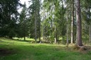 Forêt parcourue