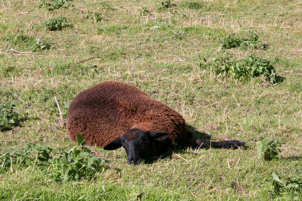 Mouton faisant la sieste