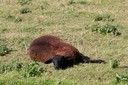 Mouton faisant la sieste