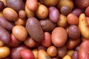 Pommes de terre