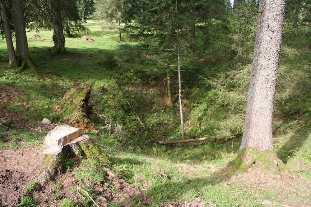 Terrain accidenté abandonné à la forêt