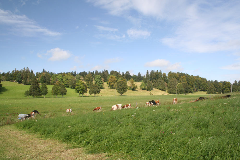 Les terrains en pentes sont partiellement recouverts de forêts