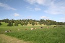 Les terrains en pentes sont partiellement recouverts de forêts