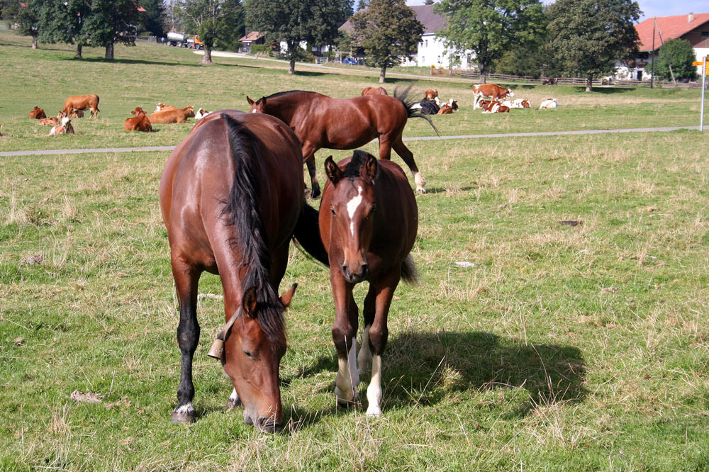 Troupeau mixte vache-cheval