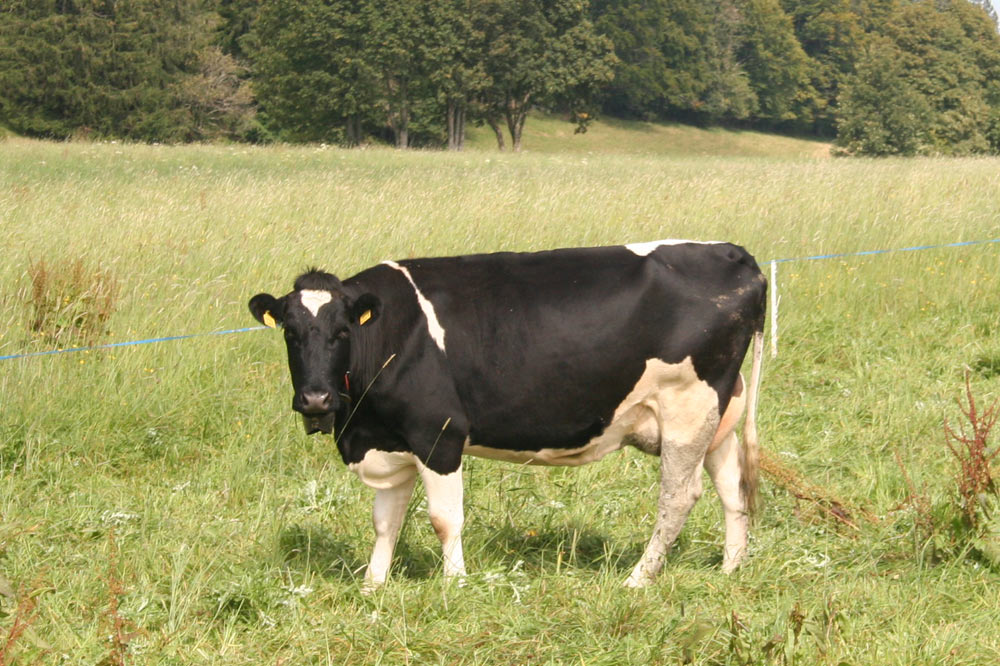 Vache