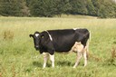 Vache