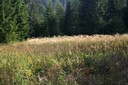 Végétation d'un milieu humide