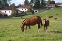 Troupeau dans le village des Cerlatez