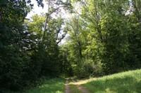 Sentier forestier, Courgenay