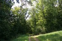 Sentier forestier, Courgenay