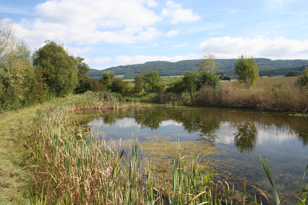 Etang de la Creule