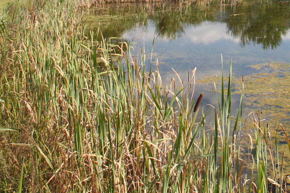 Flore des marais