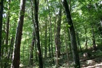 Forêt diversifiée