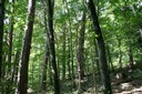 Forêt diversifiée