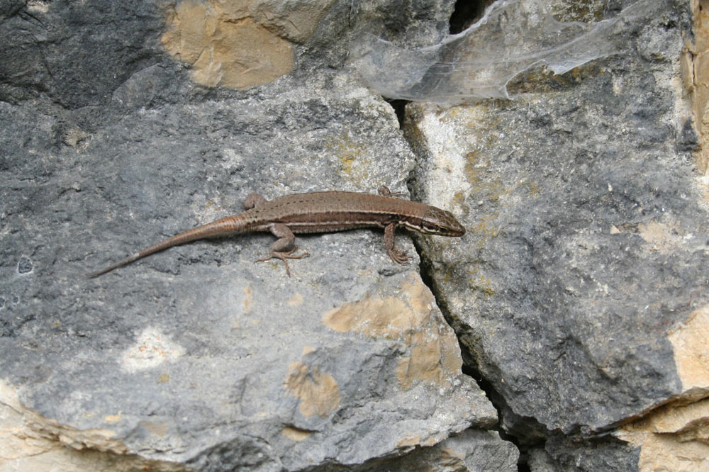 Lézard sur la roche