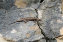 Lézard sur la roche