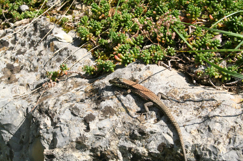 Lézard