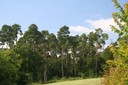 Pinède