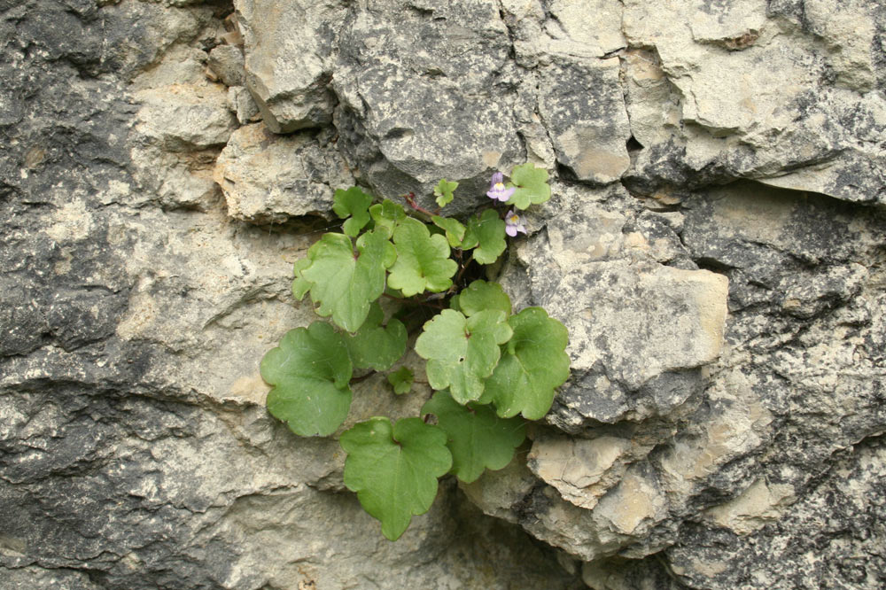 Plante accrochée à la pierre