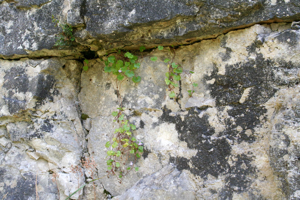 Plante pionnière