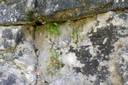 Plante pionnière