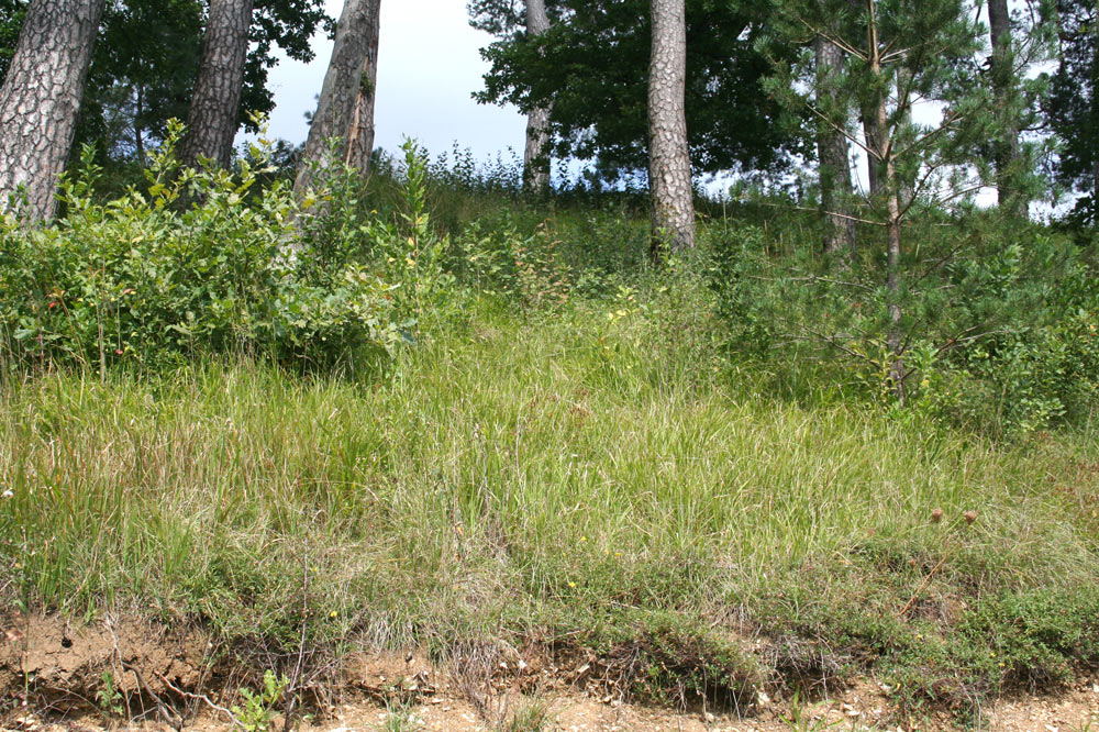 Prairie boisée