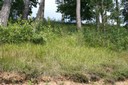Prairie boisée