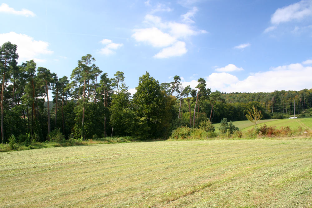 Prairie fauchée