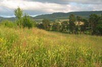 Prairie fleurie