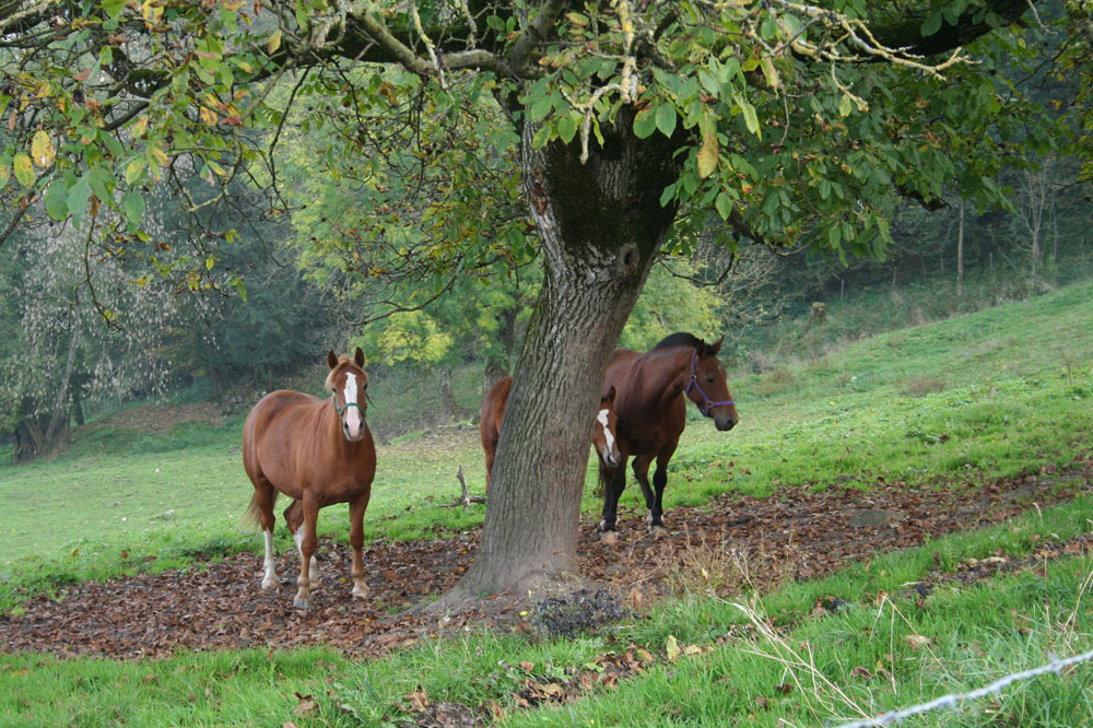 Chevaux