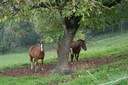 Chevaux