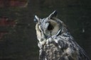 Hibou moyen-duc