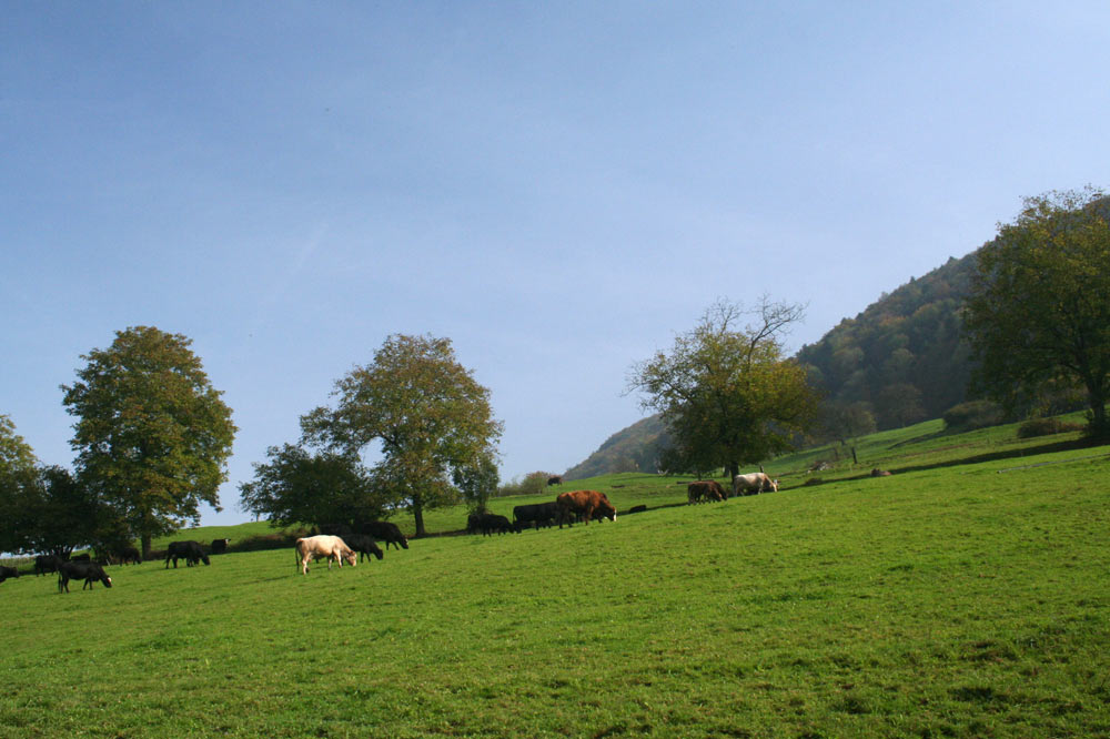 Pâturâge à Soyhières