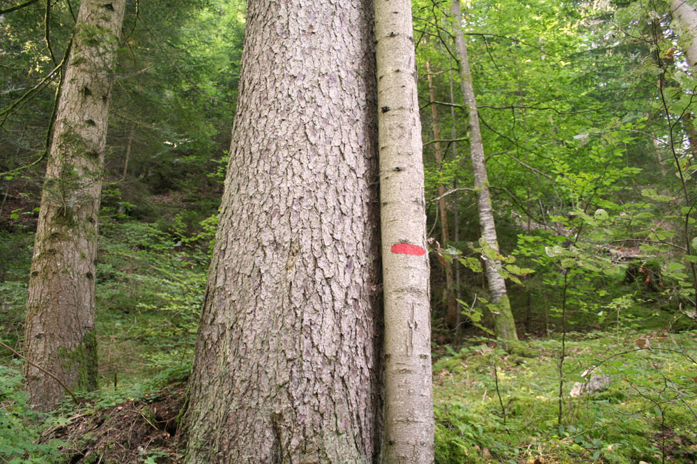 Arbre à abattre, marqué d'un trait rouge