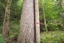 Arbre à abattre, marqué d'un trait rouge