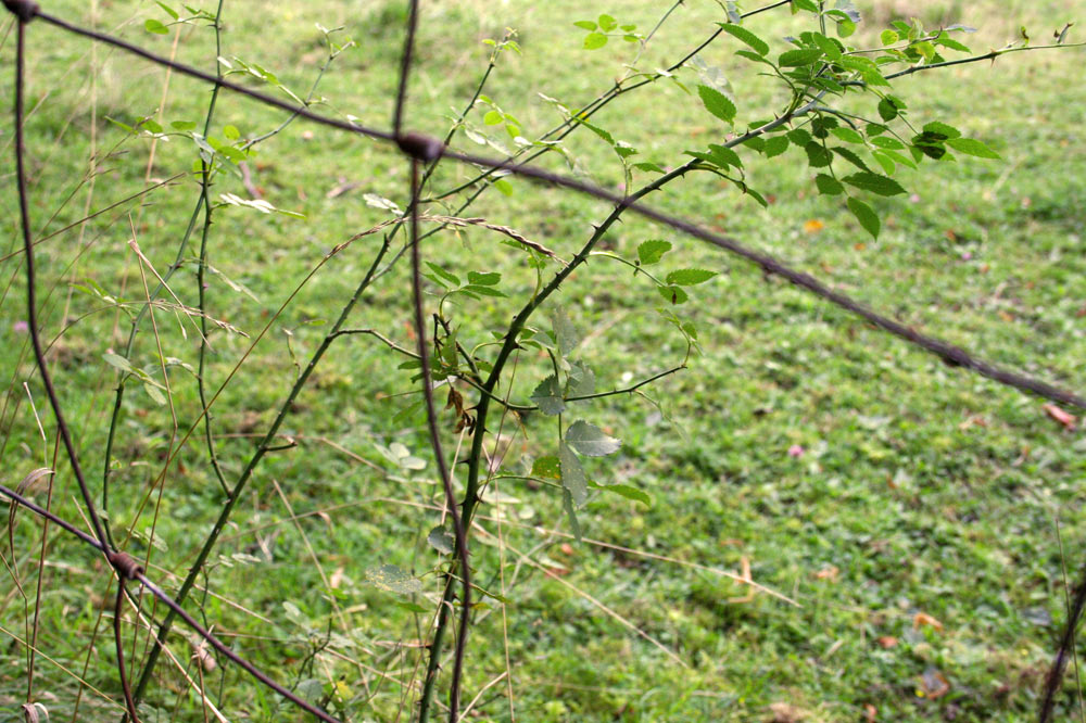 Arbuste épineux colonisant la prairie sèche