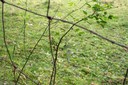 Arbuste épineux colonisant la prairie sèche