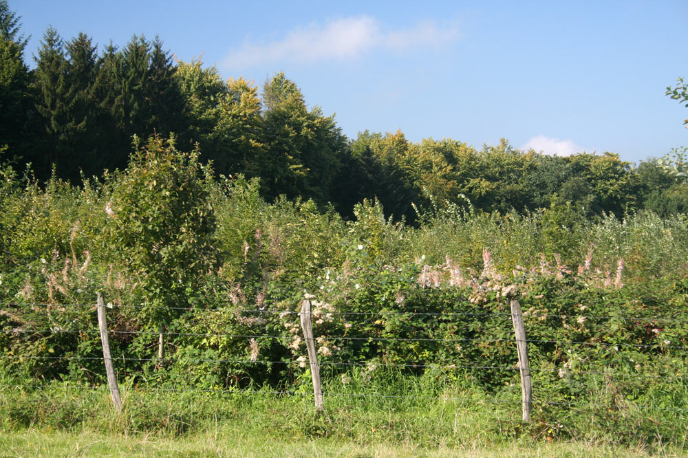 Jeune forêt