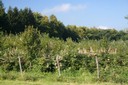Jeune forêt
