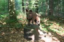 Sculpture à la tronçonneuse: sanglier