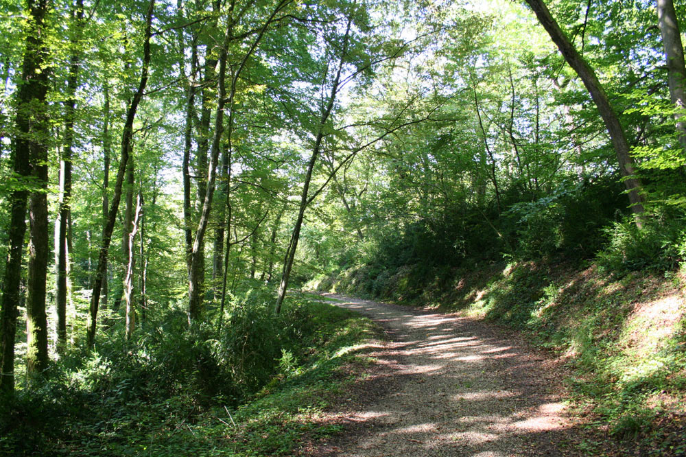 Sentier forestier dans la forêt de Boncourt