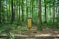 Poste: Une forêt bien éduquée