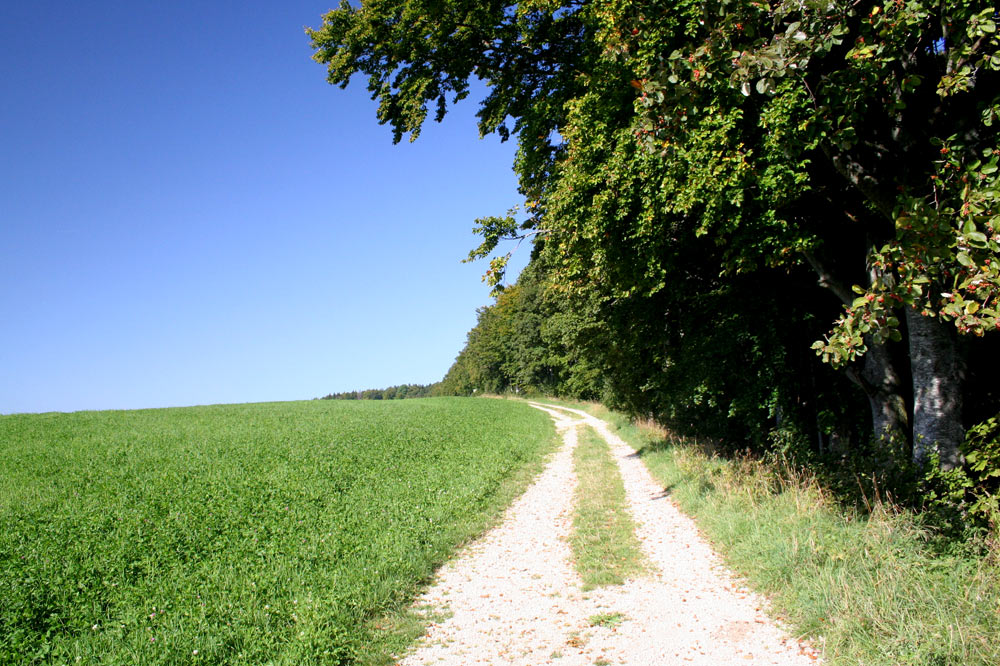 Chemin agricole à Lajoux