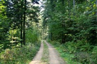 Forêt de Lajoux