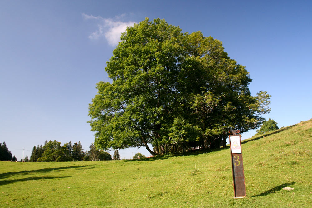 Sentier du Fer