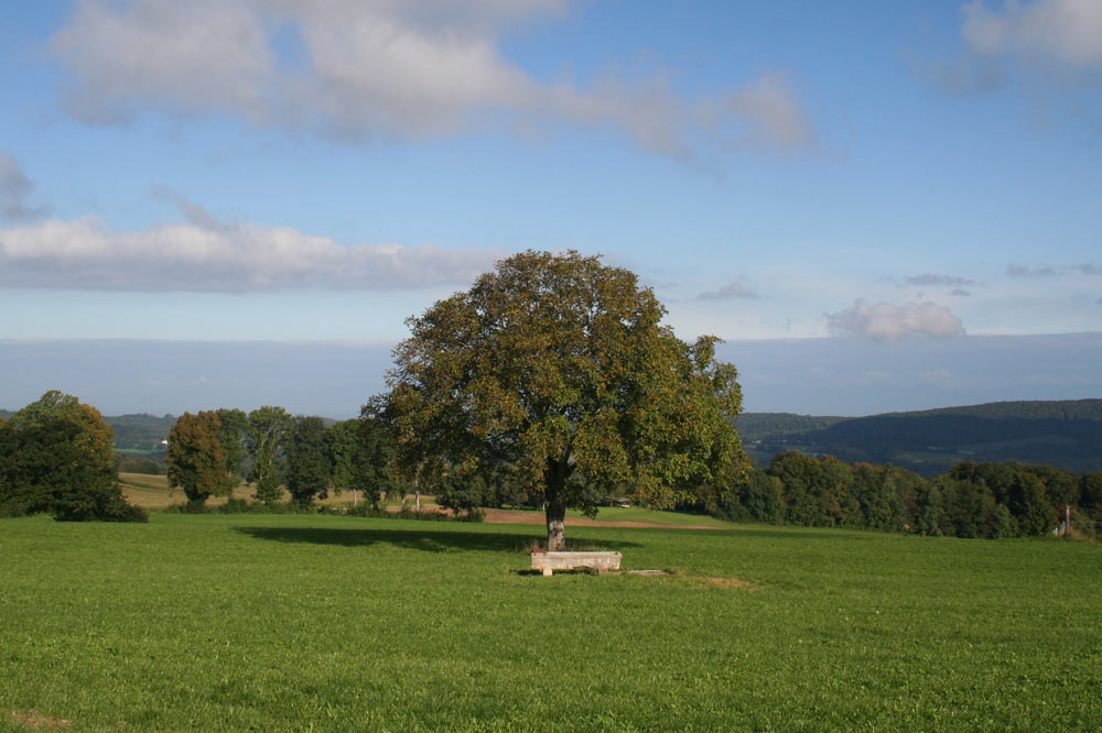 Arbre isolé dans un champ