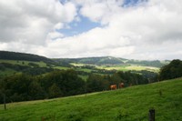 Bétail dans un pâturage