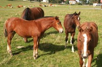 Troupeau de chevaux